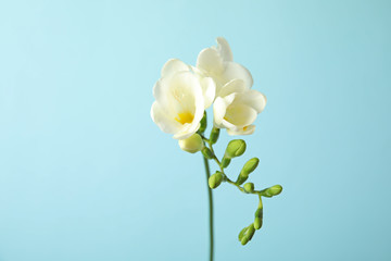 Beautiful freesia with fragrant flowers on color background