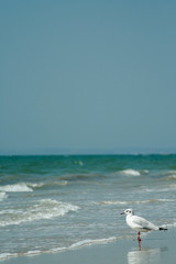 Seagull on the beach in Goa looks at the sea