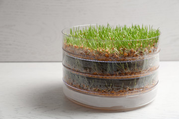 Wheat grass in sprouter on table against light background, space for text
