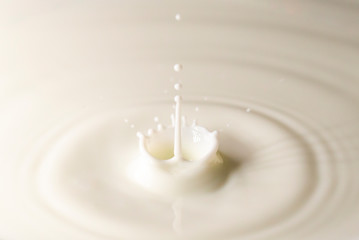ミルクの飛沫と波紋 - obrazy, fototapety, plakaty