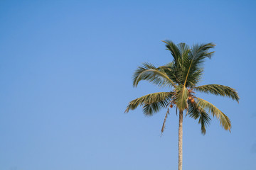 Palms minimalism against the sky