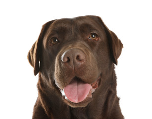 Chocolate labrador retriever on white background. Adorable pet