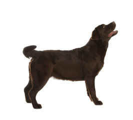 Chocolate labrador retriever standing on white background