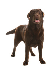 Chocolate labrador retriever standing on white background