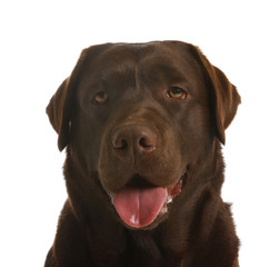 Obraz premium Chocolate labrador retriever on white background. Adorable pet