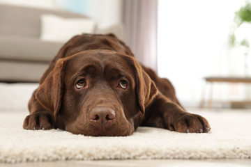 Chocolate labrador retriever lying on floor indoors