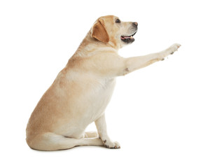 Yellow labrador retriever giving paw on white background