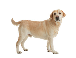 Yellow labrador retriever standing on white background