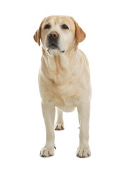 Yellow labrador retriever standing on white background