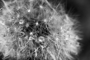 Dandelion Macro Close Up High Detail Flower In Sunlight