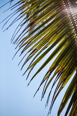 Obraz premium Palms minimalism against the sky