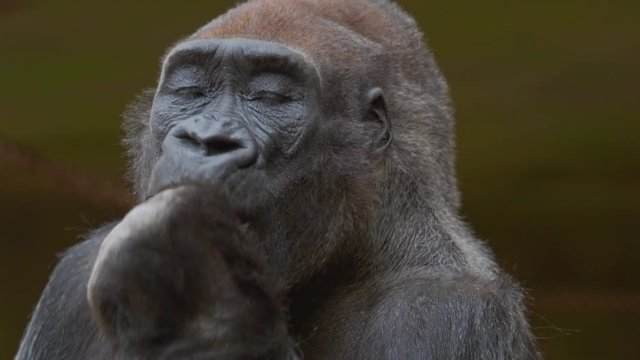 Gorilla eating carrot and observes the surroundings