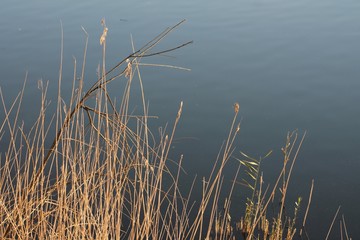 grass and blue lake