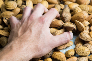 Picking up a bunch of almonds nut in shell with the hand