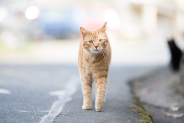 tabby red ginger cat curiously walking towards camera on the street