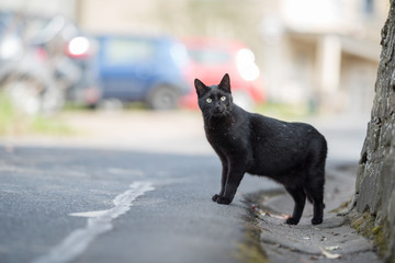 side view of a black domestic shorthair cat standing on the side of the road