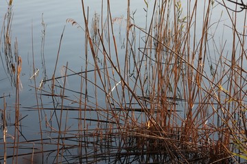 reeds at sunset