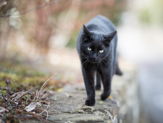 black domestic shorthair catwalking towards camera on stone wall outdoors