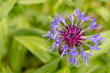 Pretty inflorescence with dainty blue flowers