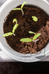 Young seedlings sprouted in a glass in early spring