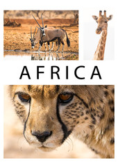 Africa wildlife collage