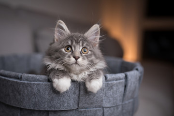 playful blue tabby maine coon kitten lying in pet bed looking up curiously