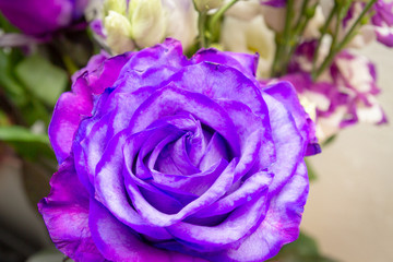 Beautiful lush purple rose flower in full bloom