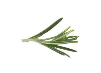 Fototapeta premium Fresh green rosemary leaves on white background