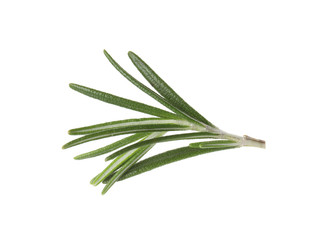 Fototapeta premium Fresh green rosemary leaves on white background