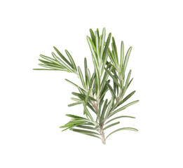 Fresh green rosemary twig on white background