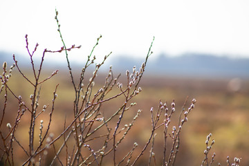 wiosna, gałęzie, gałąź, bazie, pąki, kwitnie, kwitnące, krzewy © Dariusz