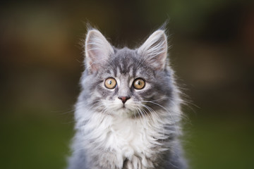 Naklejka na ściany i meble close up portrait of a blue tabby maine coon kitten in the garden looking at camera