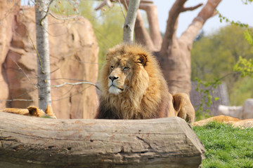 Obraz premium Lion qui se repose dans un zoo-5377