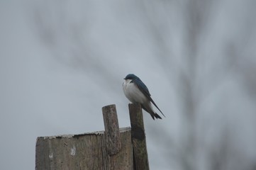 Barn Swallow Perched on Post of Nest Box Landscape View Room for Text