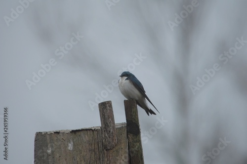 Barn Swallow Perched On Post Of Nest Box Landscape View Room For
