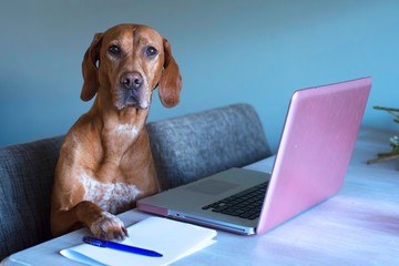 vizsla mix pointer dog works behind the pink laptop