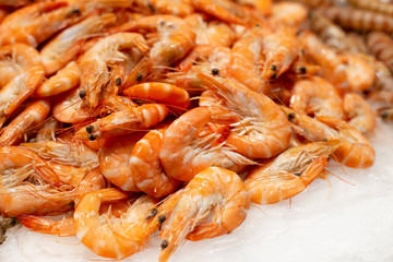 Big fresh natural shrimps on ice. Close up of traditional premium seafood
