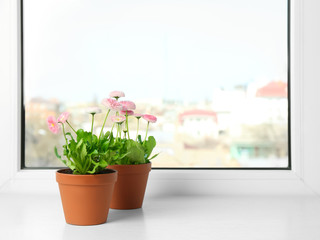 Beautiful blooming daisies in pots on window sill, space for text. Spring flowers