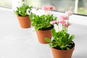Beautiful blooming daisies in pots on window sill, space for text. Spring flowers