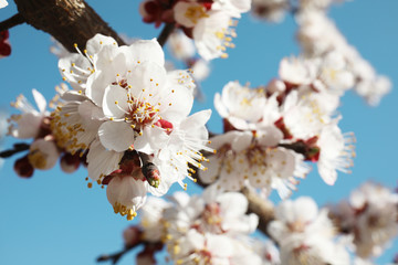 Closeup view of blossoming apricot tree on sunny day outdoors. Springtime