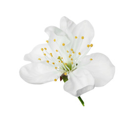 Beautiful fresh spring flower on white background