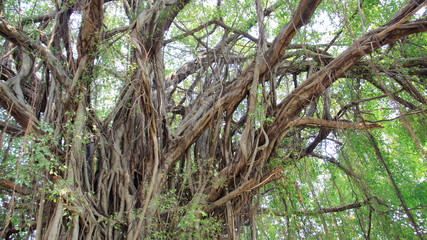 Tropical Rainforest Pure Natural With Big Curtain Fig Tree During Summertime In Thailand 