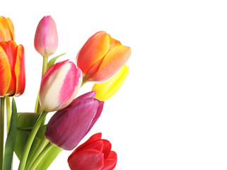 Beautiful bright tulips on white background. Spring flowers