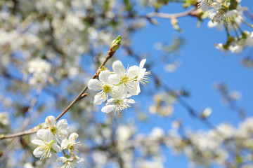 Obraz premium Closeup view of blooming spring tree on sunny day