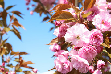 Obraz premium Closeup view of blooming spring tree against blue sky on sunny day. Space for text