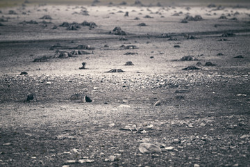 Fototapeta premium Tod