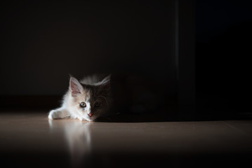 red cream colored maine coon kitten lying on the floor illuminated by sunlight and surrounded by shadow