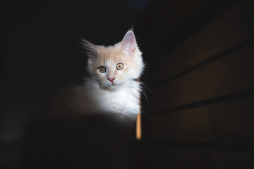 portrait of a red cream colored maine coon kitten illuminated by sunlight and surrounded by shadow