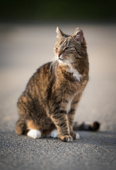 tabby domestic shorthair cat standing on the street enjoying the sunlight