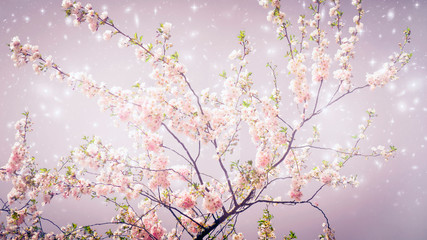 spring cherry tree in bloom with magic stars like romantic mystical angelic background